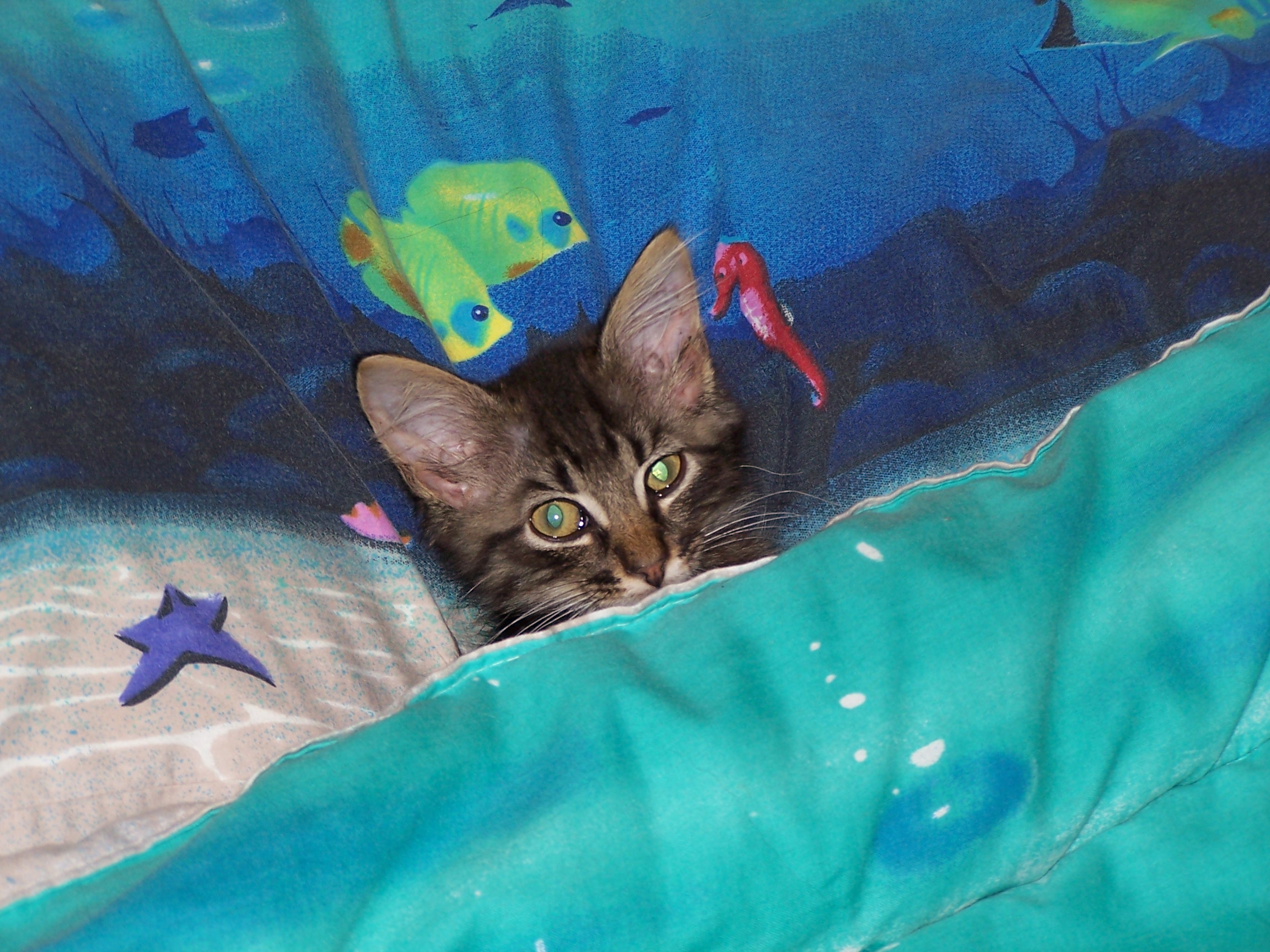 Tony Under Covers